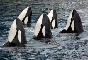 The orcas (killer whales) in Puget Sound are officially classified as "threatened under the Endangered Spceies Act.