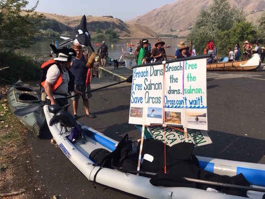 Environmental groups say removing four lower Snake River dams would restore salmon populations, providing food to Northwest orcas. (Save Our Wild Salmon)