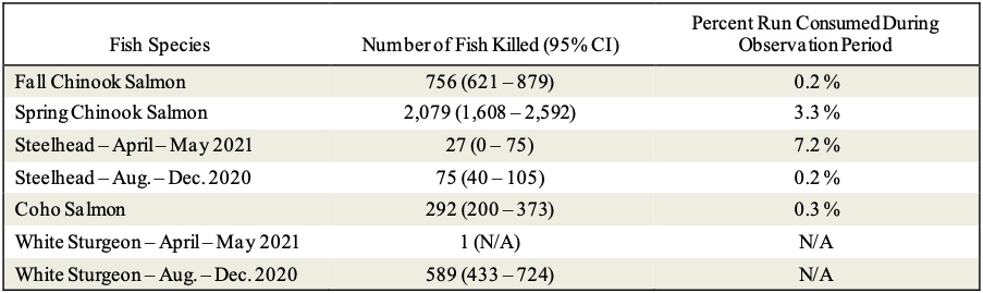 Pinniped predation on adult salmonids and other fish in the Bonneville Dam tailrace, 2021