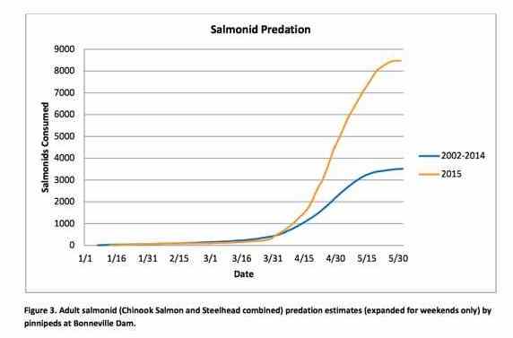 Pinniped abundance at Bonneville Dam 2015
