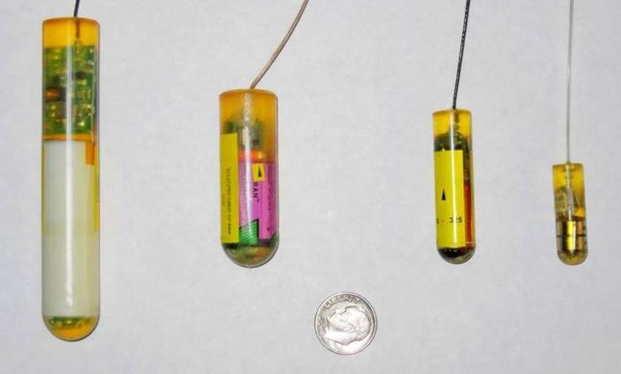 Transmitter tags such as these are inserted in chinook, steelhead and Pacific lamprey so fisheries researchers can monitor their movements in the Columbia River system. (University of Idaho photo)