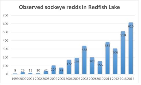 Chart illustrates the increase in sockeye salmon redds in Redfish Lake, Idaho. Salmon from the naturally spawned redds are returning at a high enough rate to rebuild the population of the endangered species. (Idaho Department of Fish & Game photo)