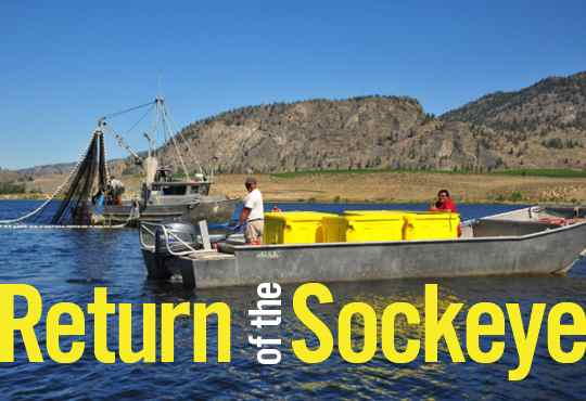 Purse seine catches Sockeye on Osoyoos Lake in Canada.  Cross-border effort proves humans can repair some of the damage we've inflicted on the Earth and our fellow creatures.