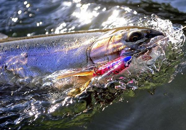 In this July 7, 2016 photo, a steelhead trout is reeled in near Dodge Bridge along the Rogue River in Shady Cove, Ore. (Jamie Lusch / Associated Press)