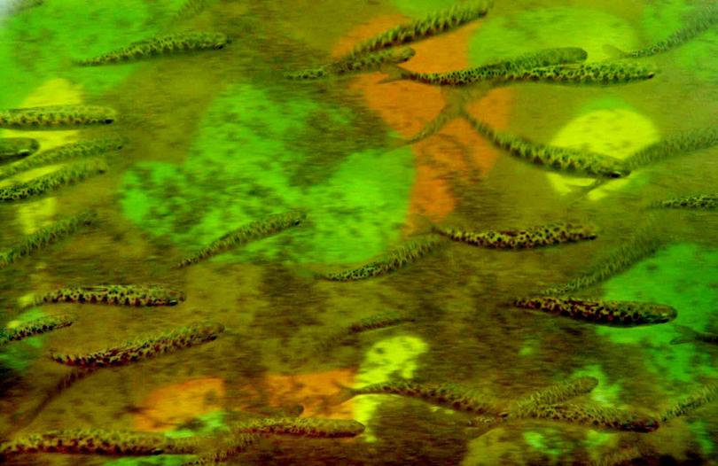 Spring chinook fry. (Associated Press photo)