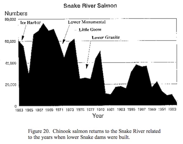 In retrospect, the number of returning adult salmon was relatively level from 1938 through 1990.  The precipitous loss of returning chinook entering the Snake River (Figure 20) accounts for a major share of the decline that has occurred in total return to the Columbia -- Artificial Production Review, NW Power & Conservation Council