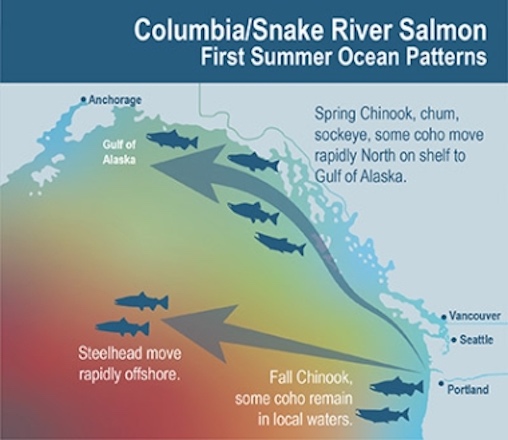 Map: Blue shows cool waters near the coast while red reflects unusually warm offshore waters associated with recent marine heat waves. By remaining on the continental shelf near shore, many salmon benefit from the cooler waters they prefer. However, steelhead move rapidly offshore into waters that have recently been unusually warm and less productive. (Su Kim, NOAA Fisheries)