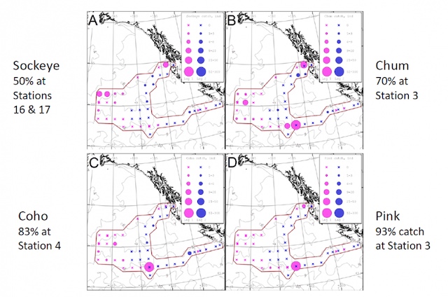 Map: Figure 3: Distribution of salmon species by catch at each survey station (Beamish and Riddell 2020).*