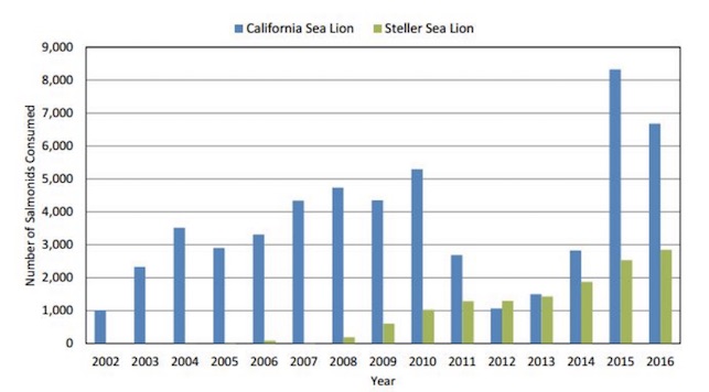 Sea Lion Consumption of salmon detected from 2002 to 2016 is on the rise
