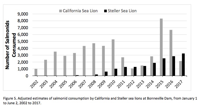 Sea Lion Consumption of salmon detected from 2002 to 2017 is on the rise