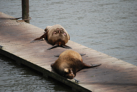 Federal bill targets scapegoated sea lions at the Bonneville Dam.