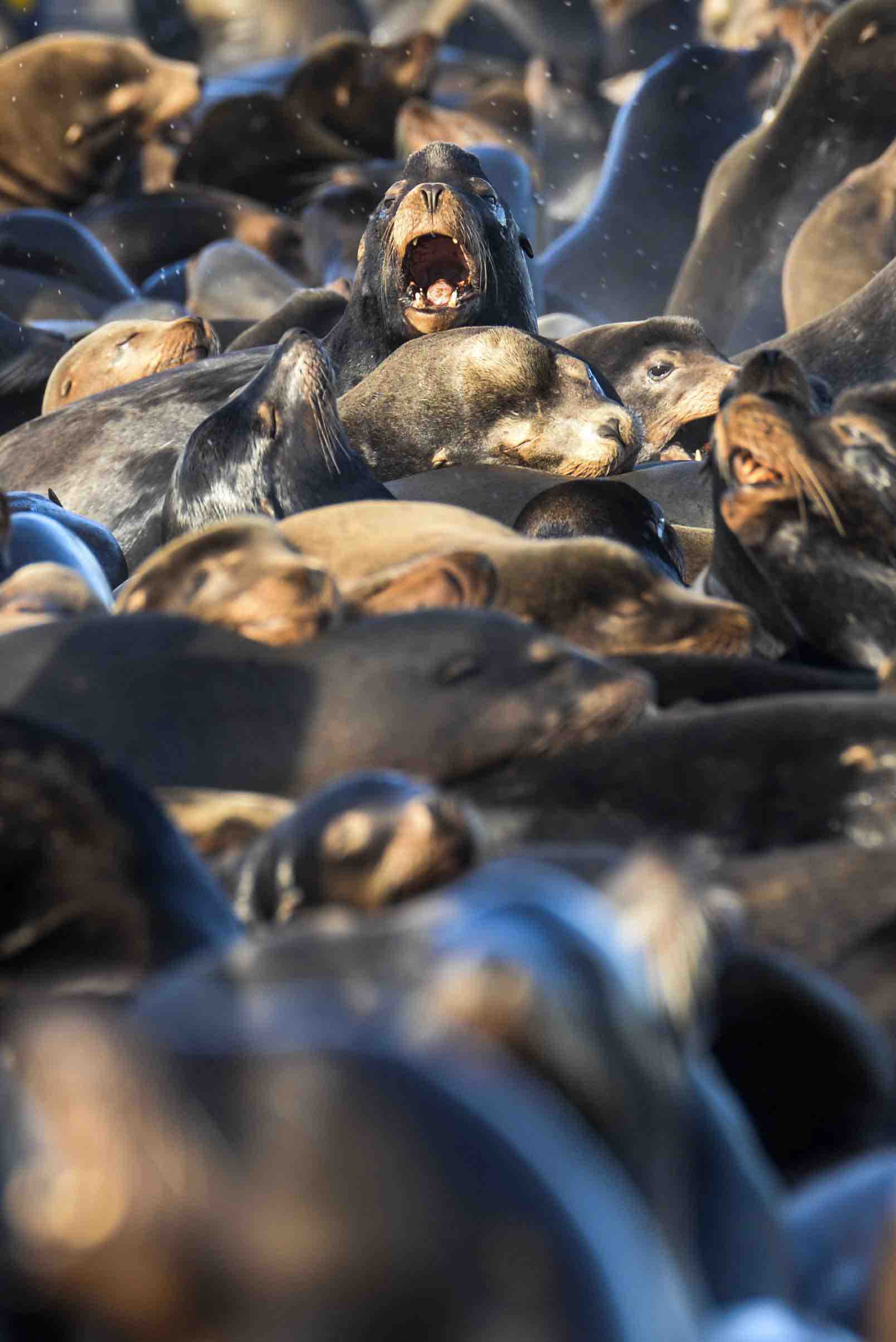 Sea lions and harbor seals congregate in large numbers in the Columbia River estuary, waiting for returning salmon. (Joshua Bessexieo photo)