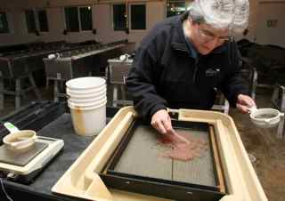 Debbie Frost, a fisheries research biologist, searches a bucket of sockeye salmon eggs for ones that have died or are unfertilized at the Burley Creek Hatchery on Thursday. The hatchery is part of efforts to restore a sockeye salmon run that spawns in Idaho's Redfish Lake.