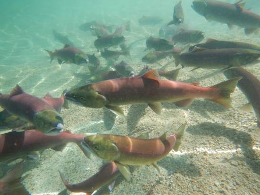 IA female captive-origin sockeye salmon raised at the Eagle Fish Hatchery in Boise on the left, and a male sockeye salmon returned from the Pacific Ocean, right, are released to spawn naturally at Redfish Lake in central Idaho. (Chris Kozfkay photo)