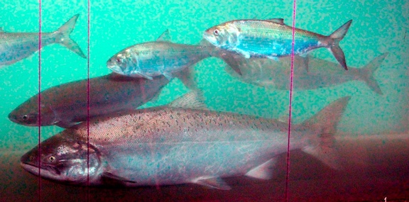 A sockeye salmon, left, swims pass a chinook salmon, center front, and shad, above, at the fish counting window at the Bonneville Dam near Cascade Locks, Oregon. (Rick Bowmer/AP)