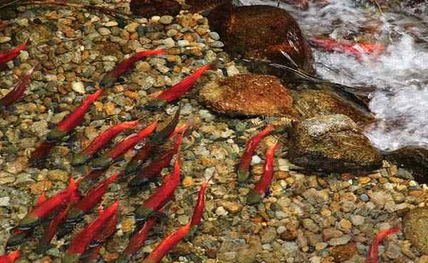 The question of why Pacific Northwest salmon populations are in trouble and just when the trouble began is a topic of heated debate.