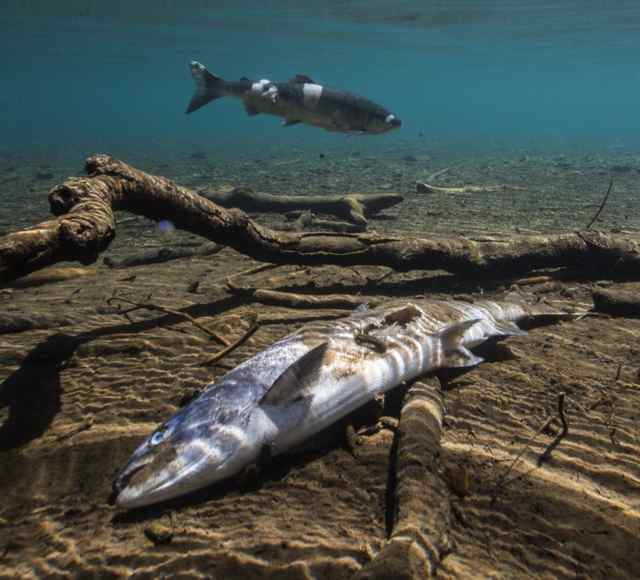 (Steve Ringman photo) Sockeye salmon veered off course to the Little White Salmon River to escape the heat of the Columbia River, but many died like the one in the foreground.