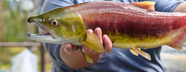 Idaho Fish and Game staff on July 26 trapped the first sockeye of the 2023 run in the upper Salmon River near Stanley.