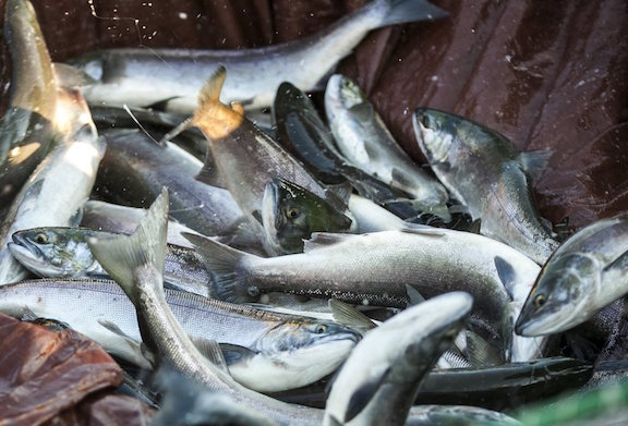 The early sockeye count in the lower Columbia River has been impressive, but it's expected to fall well below the recent 10-year average. (Photo: Bettina Hansen)