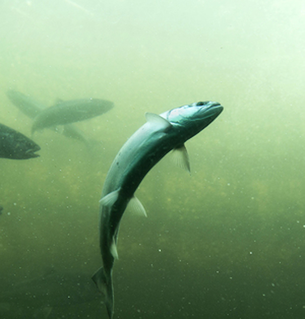 Sockeye salmon are returning to Lake Washington, but it's too early to tell if there will be a recreational season. (Sophia Nahli Allison photo)