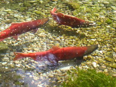 Adult sockeye salmon are shown returning to spawning beds in central Idaho in this May photo. (Idaho Fish & Game photo)