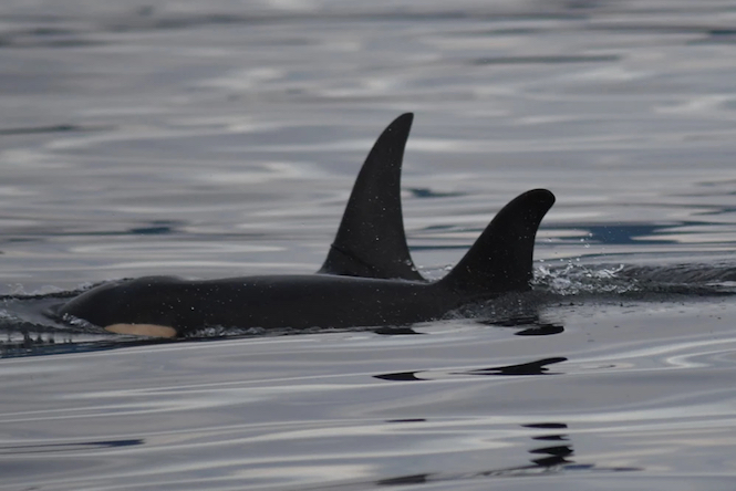 Two-year-old J-52, known as Sonic, swims with his mother J-36, or Alki, on Sept. 15. This may have been the last day Sonic was seen alive. (photo Ken Balcomb, Center for Whale Research)