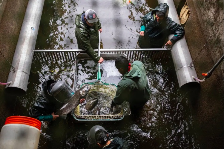 Staff members with the Nez Perce Tribe’s Department of Fisheries Resources Management sorting Chinook salmon. (Tamir Kalifa for The New York Times photo)