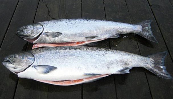 (Mark Yuasa photo) These spring chinook salmon were caught on the Lower Columbia River.