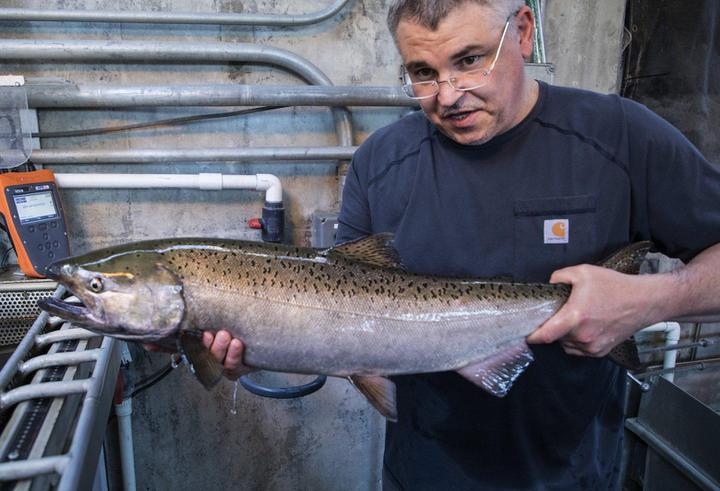 Big spring chinook like this one are scarce this year on the Columbia River, as returns come in even lower than projected. Darren Ogden, research fish biologist with the National Oceanic and Atmospheric Administration, swings this springer out of a tank before checking for tags at Lower Granite Dam on the Lower Snake River. (Steve Ringman / The Seattle Times)