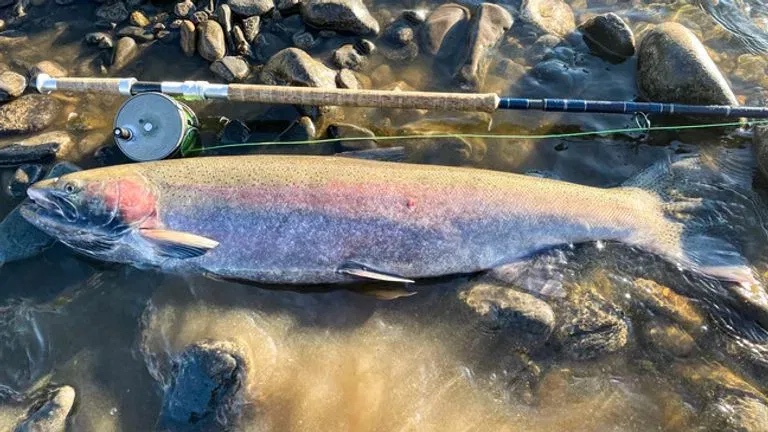 Kyriacos Panayiotou of McCall, Idaho landed this 41-inch steelhead clinching the 'catch-and-release' state record on Oct. 6, 2023 (Courtesy of Idaho Fish and Game)