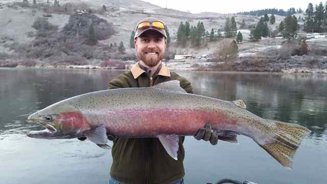 Chris Clemens of Asotin, Washington, holds a wild steelhead caught and released in the Clearwater River. The intact adipose fin between the dorsal fin and the tail distinguish the fish from hatchery-reared steelhead, which have their adipose fins clipped off before they leave the hatchery.
