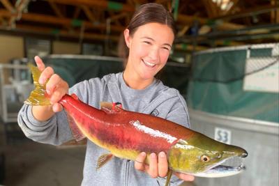Chelbee Rosenkrance, of the Idaho Department of Fish and Game, holds a male sockeye salmon last September at the Eagle Fish Hatchery in Eagle, Idaho. Wildlife officials said Tuesday that last month's emergency trap-and-truck operation of Idaho-bound endangered sockeye salmon netted enough fish at the Lower Granite Dam in eastern Washington to sustain an elaborate hatchery program. The fish were moved because of high water temperatures in the Snake and Salmon rivers.