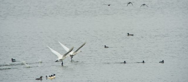Two tundra swans splash along the surface of a McNary pond during their long takeoff process.