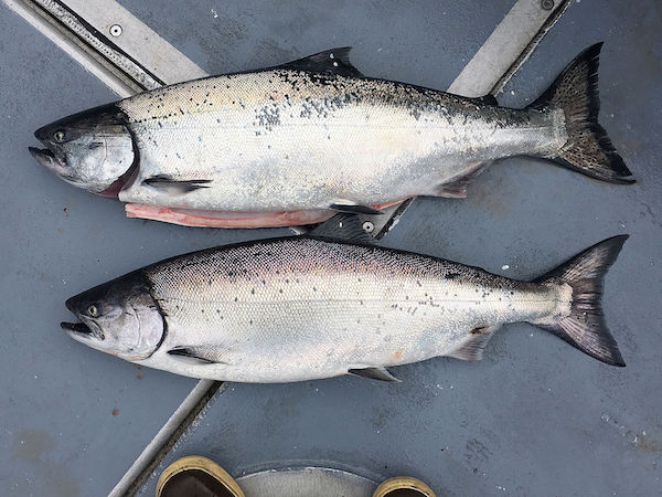 A pair of chinook salmon. The populations of chinooks along the West Coast are down by about two-thirds of previous levels, a study says. Dams appear not to be a factor.