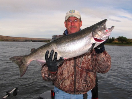 Photo of a nice upriver bright fall chinook courtesy of Dave Graybill.
