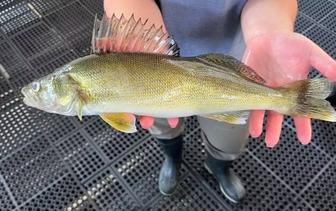 A fisheries worker holds a walleye caught from a sampling trap at Lower Granite Dam. Salmon and steelhead managers are concerned about the upriver movement of walleye, a voracious predator of juvenile fish. (Courtesy of Idaho Fish and Game)