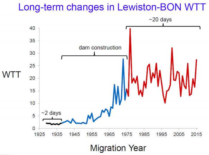 Water Travel Time from Lewiston to Bonneville dam has increased greatly alongside the impoundment of water by dams on the Columbia and Snake Rivers.  (Jim Fredericks, Idaho Department of Fish and Game presentation July 2019 to Idaho Governor's Salmon Taskforce)