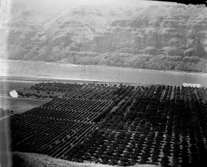 2nd Section Bishop Bros Ranch, Wawawai Wash., 1897 (William D. Barkhuff Image Collection
4th Section Bishop Bros Ranch, Wawawai Wash., 1897)