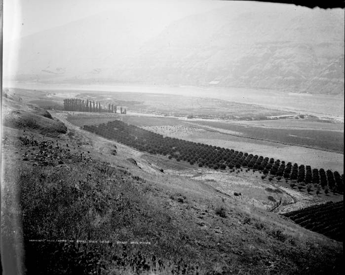 1st Section Bishop Bros Ranch, Wawawai Wash., 1897 (William D. Barkhuff Image Collection
4th Section Bishop Bros Ranch, Wawawai Wash., 1897)