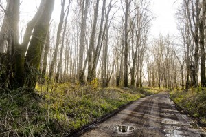 (Sam Tenney) A new plan for developing West Hayden Island proposes constructing a marine terminal on 300 acres and setting aside approximately 526 acres for recreation and habitat preservation.