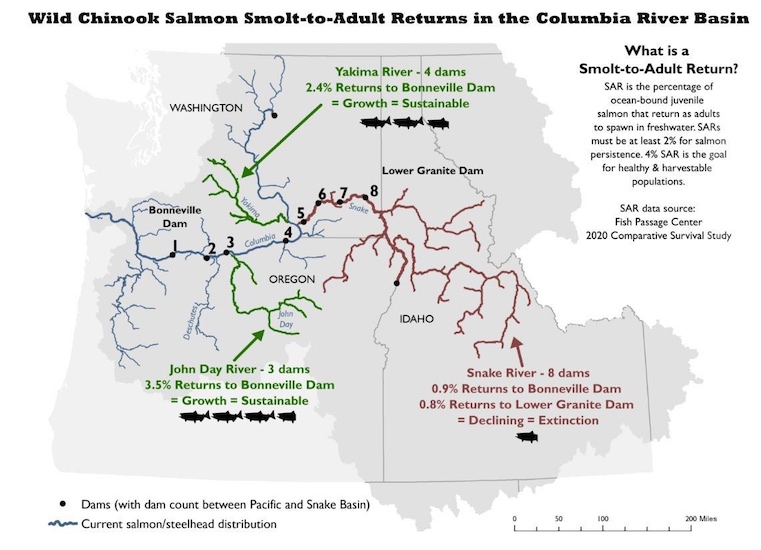 A map showing the Lower Four Snake River Dams (numbers 5, 6, 7, and 8), along with the differences in salmon returns seen in other rivers within the Columbia Basin. (Trout Unlimited)