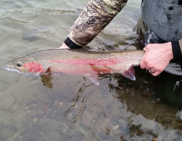 Rick Hedding holds a wild steelhead. (Rick Hedding photo)