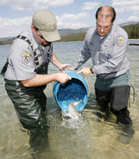 (Photo David Seelig) Idaho Department of Fish and Game fisheries biologists Dan Baker and Mike Peterson release one of 500 sockeye salmon to Redfish Lake Thursday, Sept. 6