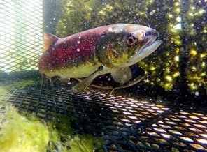 (Steve Ringman) A Snake River sockeye is captured for its genes after swimming more than 900 miles to reach its spawning grounds.