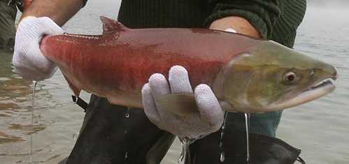 (Shawn Raecke) Idaho Department of Fish and Game biologist Mike Peterson holds a male sockeye salmon for the camera crews before releasing him into Redfish Lake near Stanley Tuesday morning, 900 miles from the Pacific. The event including State, Federal and local officials including Governor Butch Otter were all on hand to release 56 sockeye salmon into the lake.