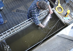 (BPA photo) A fish biologist from the National Oceanic and Atmospheric Administration examines an anesthetized adult spring chinook in a recovery tank at Lower Granite Dam, Wash.