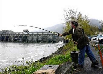 An angler casts for salmon downstream from Bonneville Dam in this 2001 photo. Officials say it's still too early to tell how the Columbia River spring chinook run will turn out. (AP Photo)