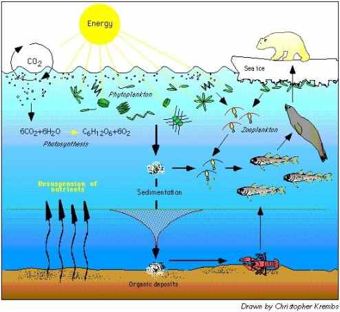 Graphic: Arctic Marine food web. Phytoplankton generate organic carbon through photosynthetic reactions. Phytoplankton are eaten by the zooplankton, who are in turn eaten by fish, on up to large marine mammals. Organic carbon that settles to the sea floor is usually consumed by marine organisms there. (Credit: Christopher Krembs, NOAA, US Department of Commerce)
