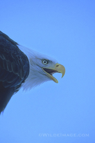 Bald Eagle screams as we pause to celebrate the 40th birthday of the Endangered Species Act (wildlife photo available from Buck Wilde at www.wildeimage.com).