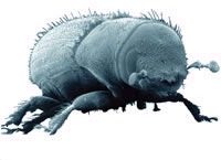 Bark beetle. L. Manning, Canadian Forest Service and Natural Resources Canada